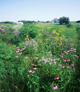 Prairie Garden