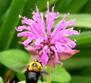Wild Bergamot