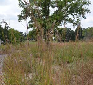 Big Bluestem