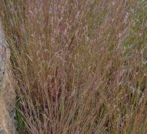 Little Bluestem