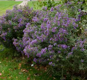 New England Aster