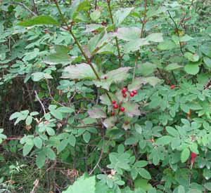 High Bush Cranberry