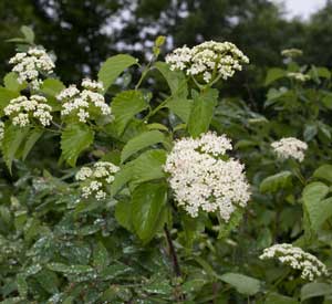 Arrowwood Viburnum