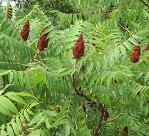 Smooth Sumac