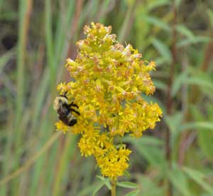 Showy Goldenrod