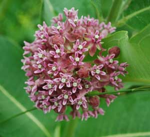 Common Milkweed