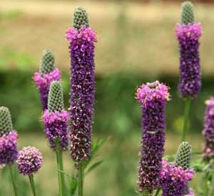 Purple Prairie Clover