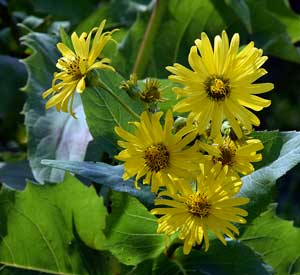 Cup Plant