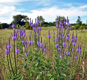 Hoary Vervain