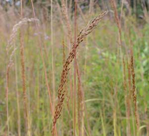 Indian Grass