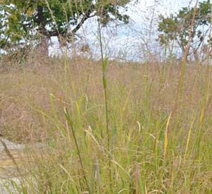 Switch Grass