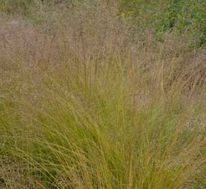Prairie Dropseed