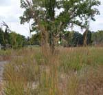 Big Bluestem