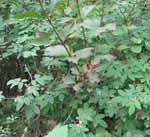 High Bush Cranberry