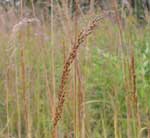 Indian Grass