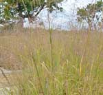 Switch Grass